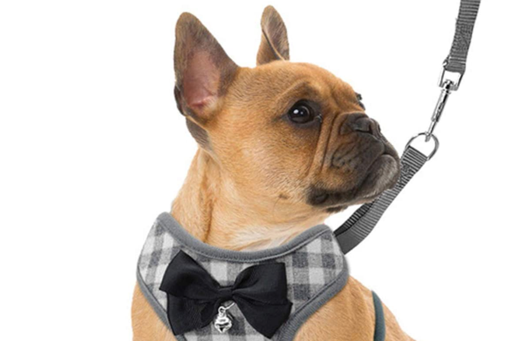These Dog Harnesses Have the Highest Ratings on Amazon, and They're Cute, Too