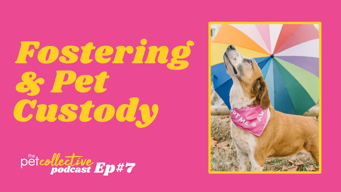 The Pet Collective Podcast Episode 7: Fostering & Pet Custody